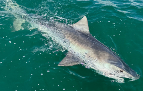 shark fishin trip 500x320